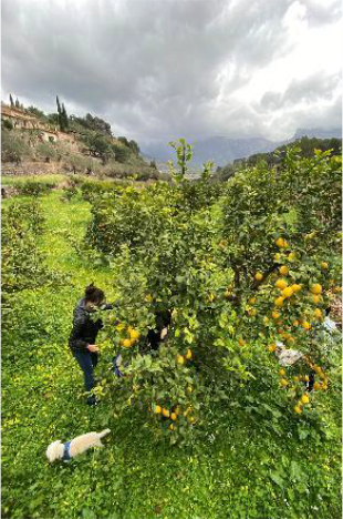 Zalud story – Mediterranean citrus roots